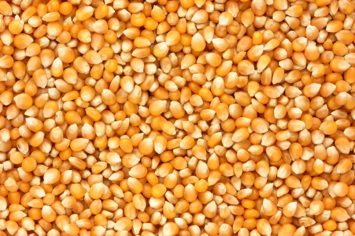 Pourquoi le maïs n'est pas bon pour la santé ?